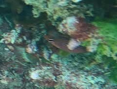 Pseudocheilinus hexataenia