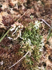 Sphagnum magellanicum