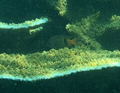 Plectroglyphidodon dickii