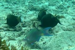 Acanthurus tennentii