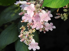 Fridericia patellifera