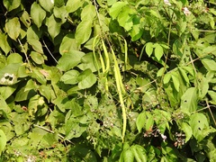 Fridericia patellifera