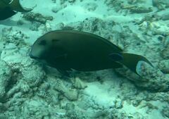 Acanthurus tennentii