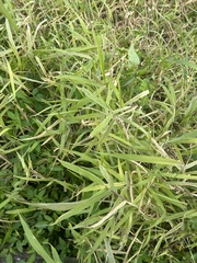 Urochloa mutica