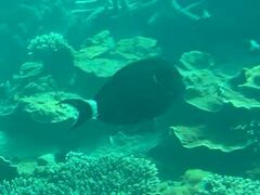 Acanthurus nigricauda