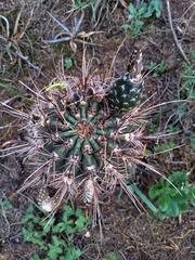 Echinopsis leucantha