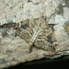 Thera variata