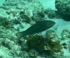 Thalassoma hebraicum