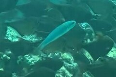 Thalassoma amblycephalus