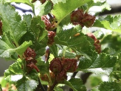Nothofagus antarctica