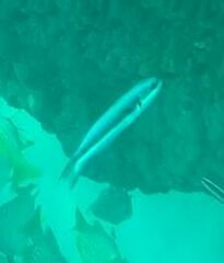 Thalassoma amblycephalus