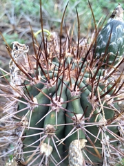 Echinopsis leucantha