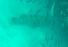 Epinephelus fuscoguttatus