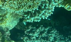 Epinephelus fuscoguttatus