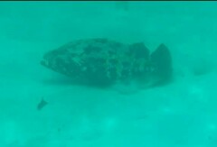 Epinephelus fuscoguttatus