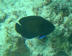 Centropyge multispinis