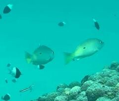 Lutjanus fulviflamma