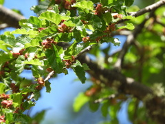 Nothofagus antarctica