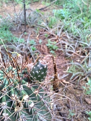 Echinopsis leucantha