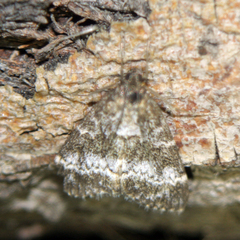 Evergestis sophialis