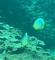 Chaetodon trifasciatus