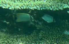 Chaetodon trifascialis
