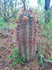 Echinopsis leucantha