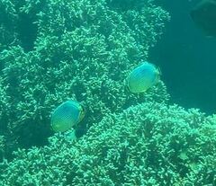 Chaetodon trifasciatus