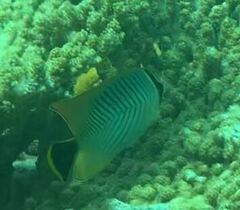 Chaetodon trifascialis