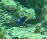 Pomacentrus caeruleus