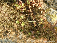 Cymbalaria muralis