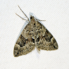 Thera obeliscata