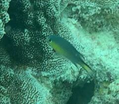 Pycnochromis nigrurus