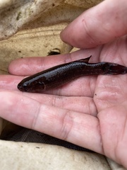 Umbra pygmaea