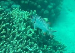 Myripristis violacea