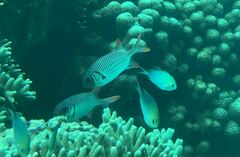 Myripristis violacea