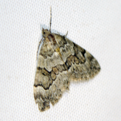 Thera obeliscata