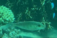 Lethrinus borbonicus