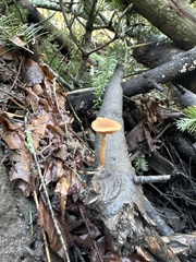 Lepiota magnispora