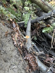 Lepiota magnispora