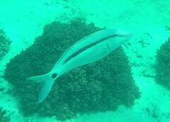 Parupeneus barberinus