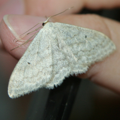 Scopula incanata