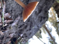 Lepiota magnispora
