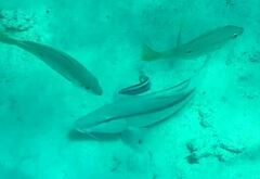 Parupeneus barberinus