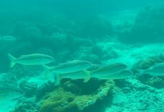 Mulloidichthys vanicolensis