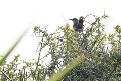 Tchagra tchagra caffrariae