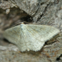 Scopula incanata