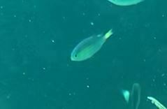 Pycnochromis nigrurus