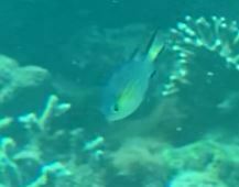 Pycnochromis nigrurus