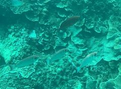 Priacanthus hamrur